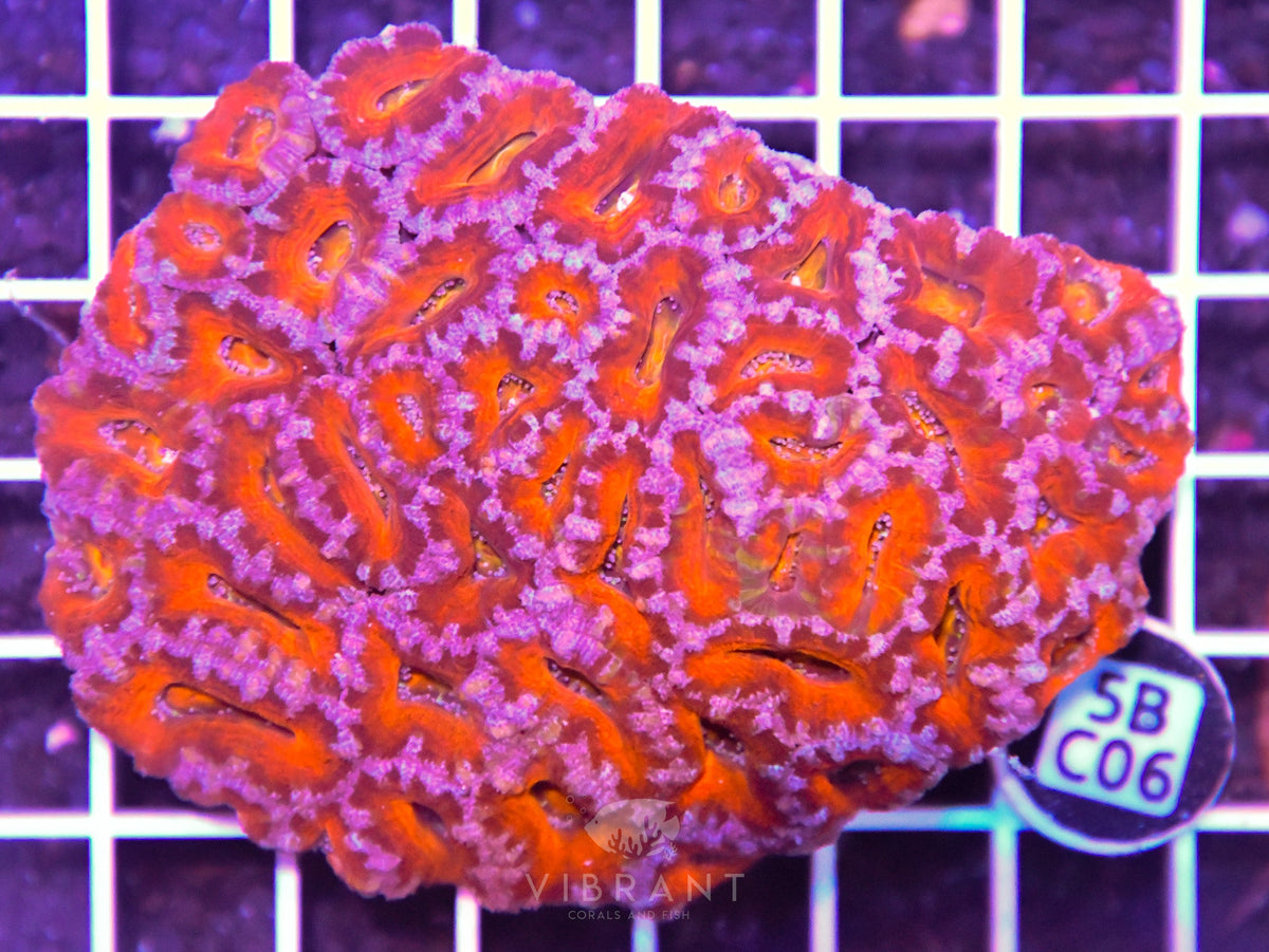 Acan Lord AUS
