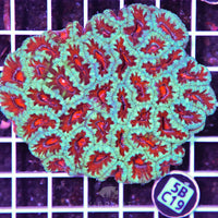 Acan Lord AUS