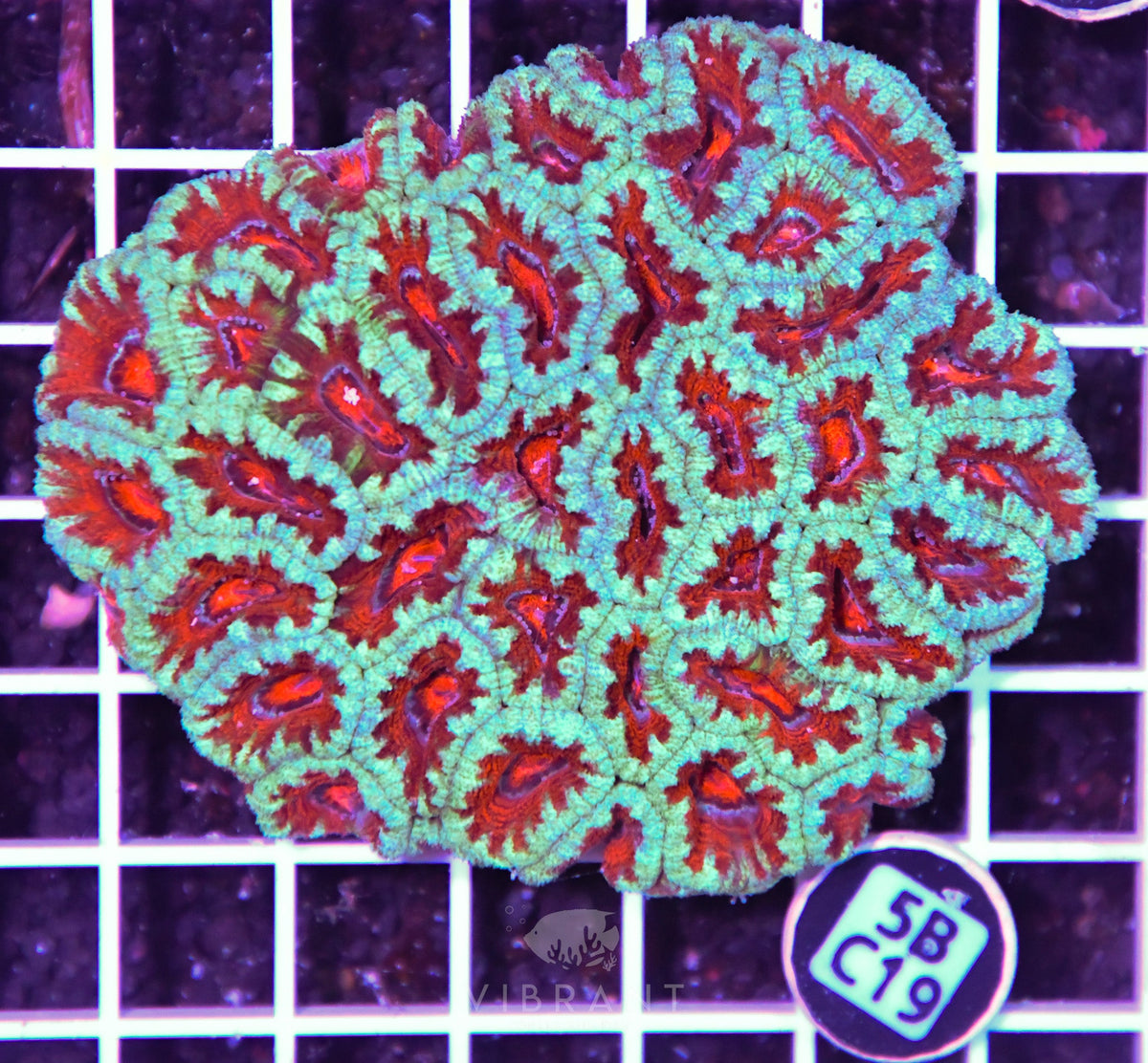 Acan Lord AUS