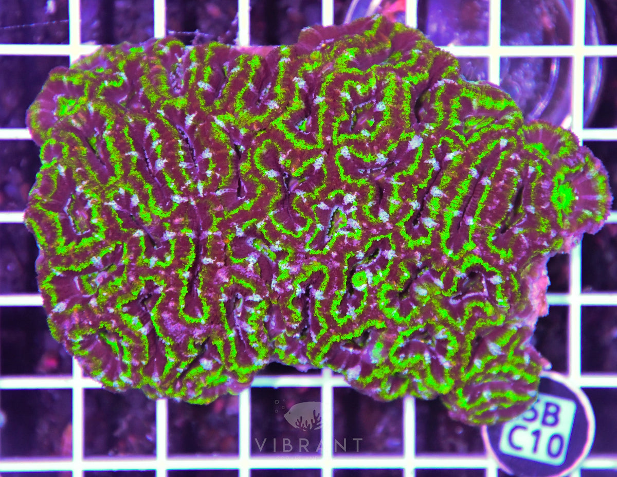 Acan Lord AUS