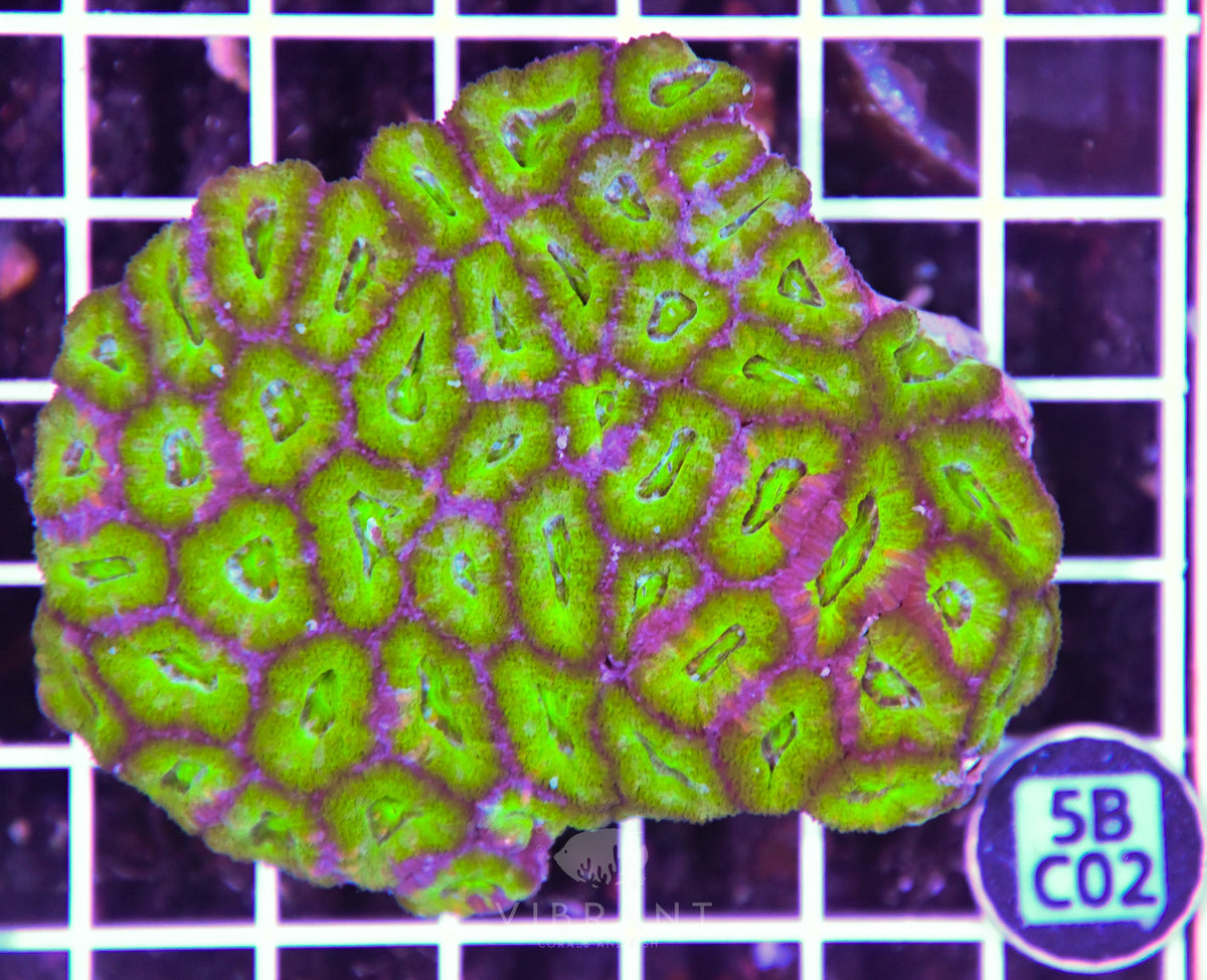 Acan Lord AUS