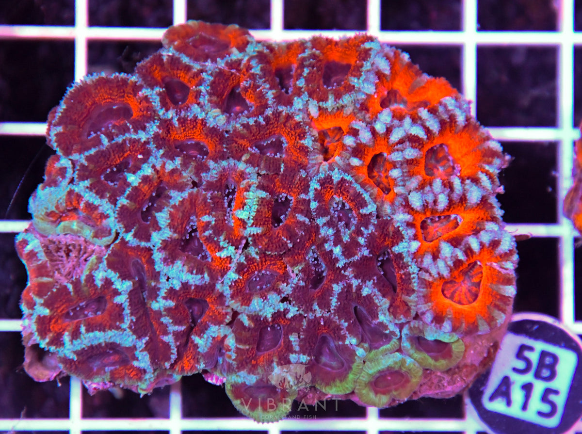 Acan Lord AUS