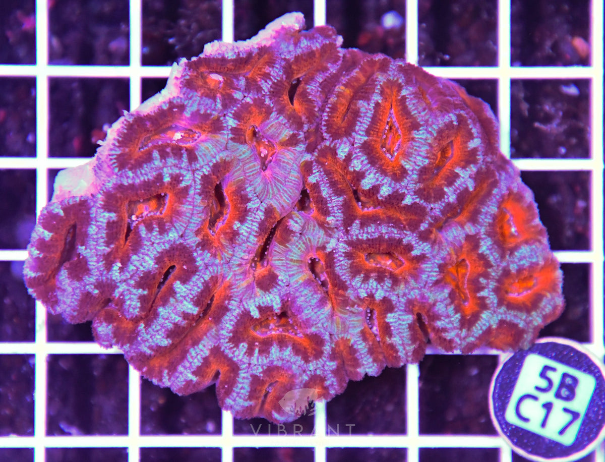 Acan Lord AUS