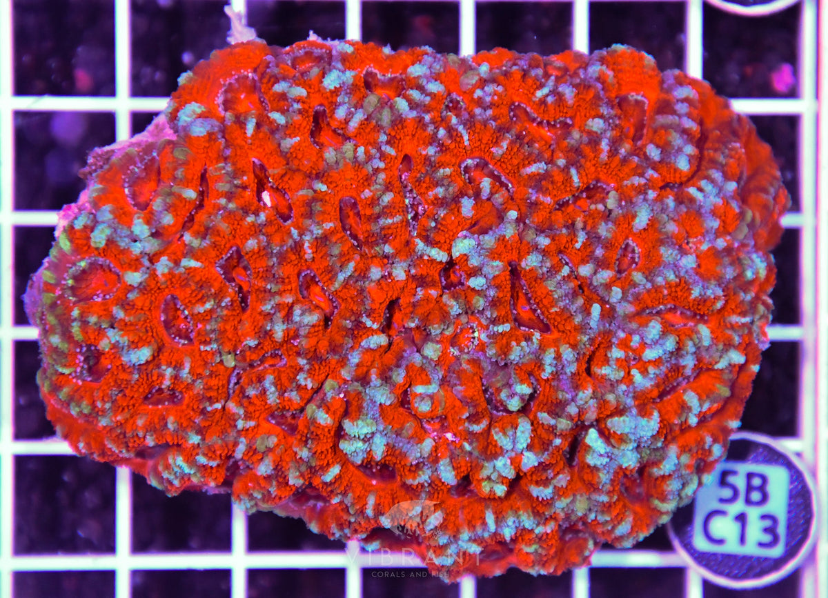 Acan Lord AUS