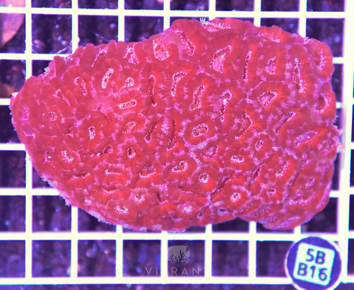 Acan Lord AUS