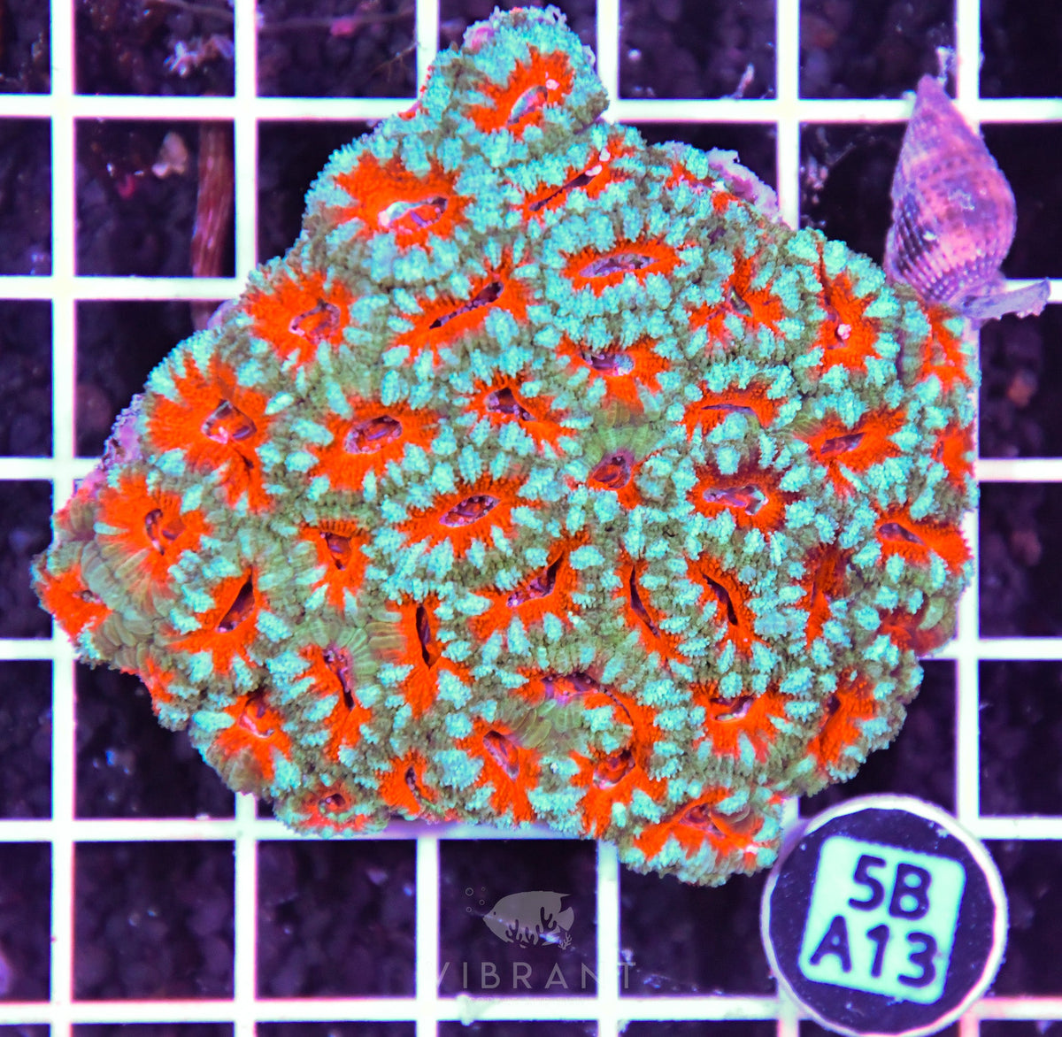 Acan Lord AUS