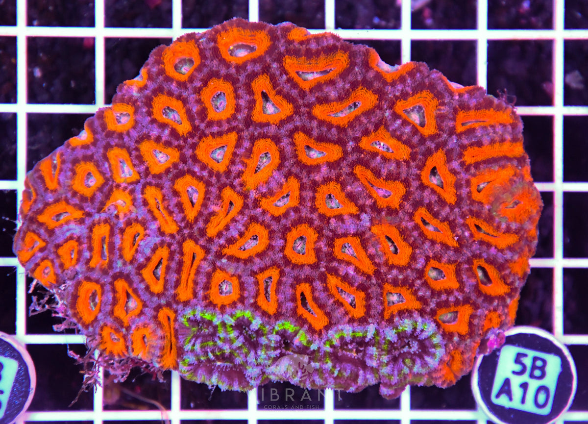 Acan Lord AUS