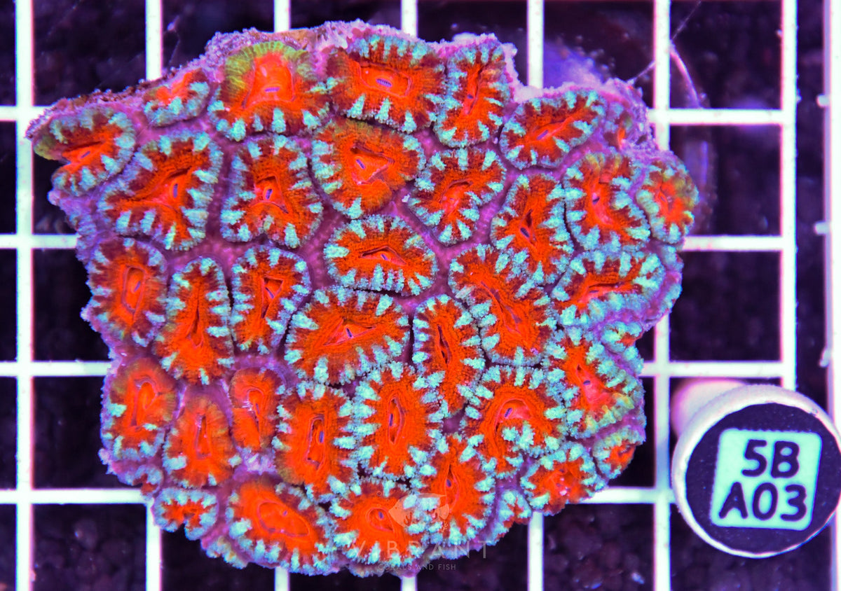Acan Lord AUS