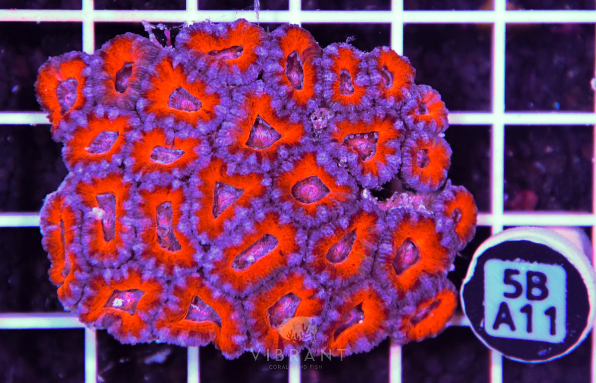 Acan Lord AUS
