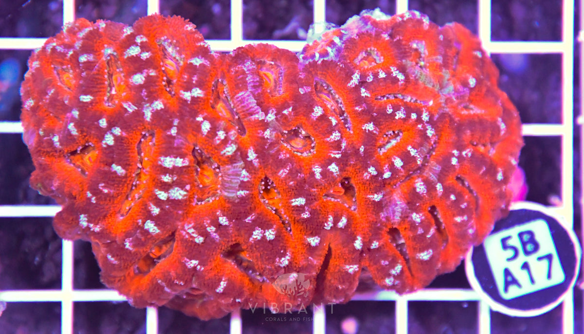 Acan Lord AUS