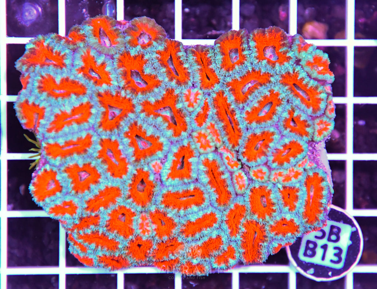 Acan Lord AUS