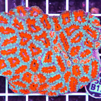 Acan Lord AUS