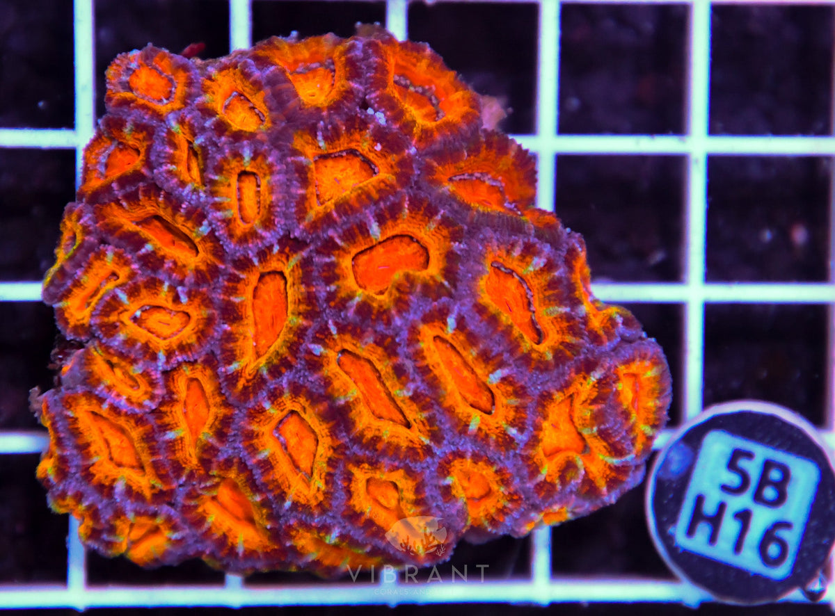 Acan Lord AUS