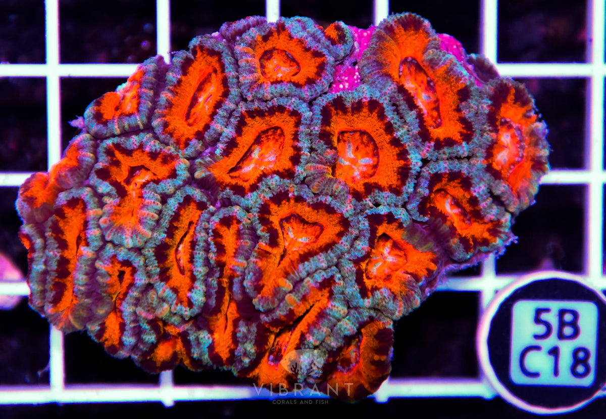 Acan Lord AUS