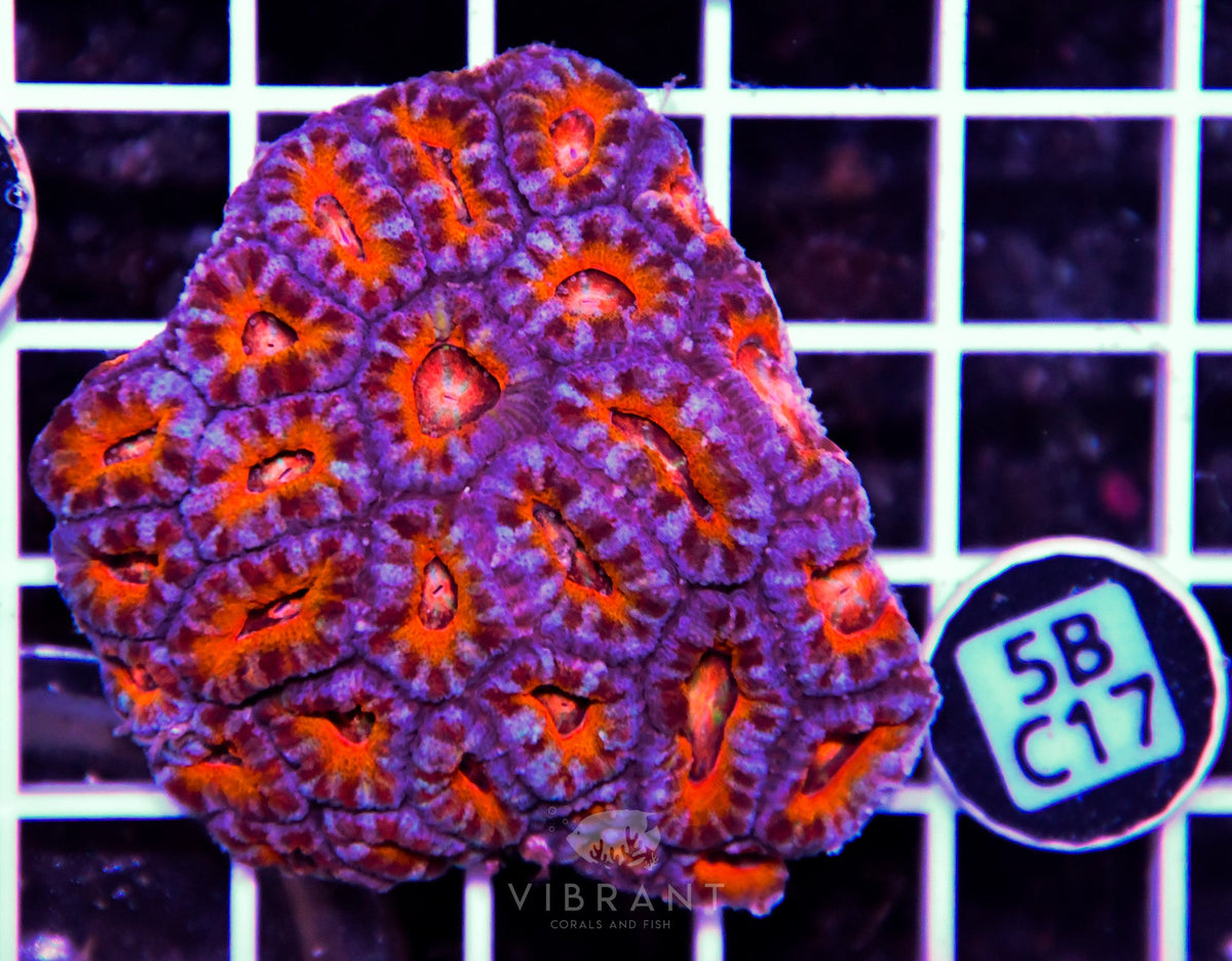 Acan Lord AUS