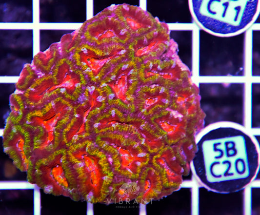 Acan Lord AUS