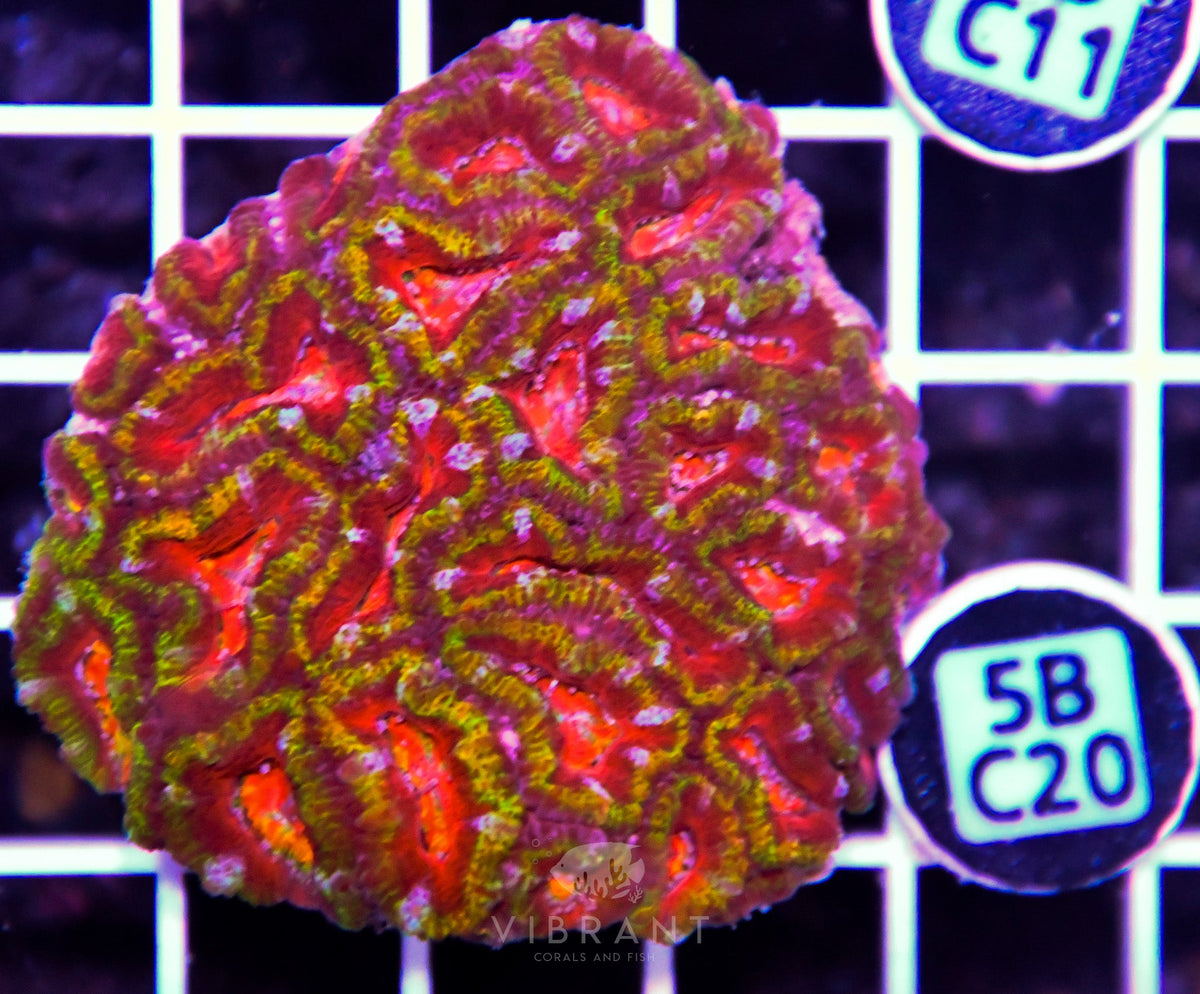 Acan Lord AUS