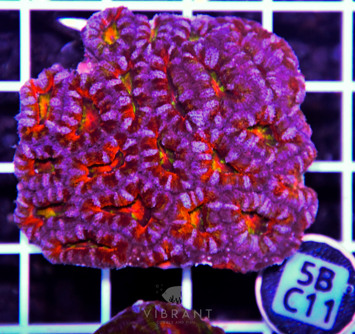 Acan Lord AUS