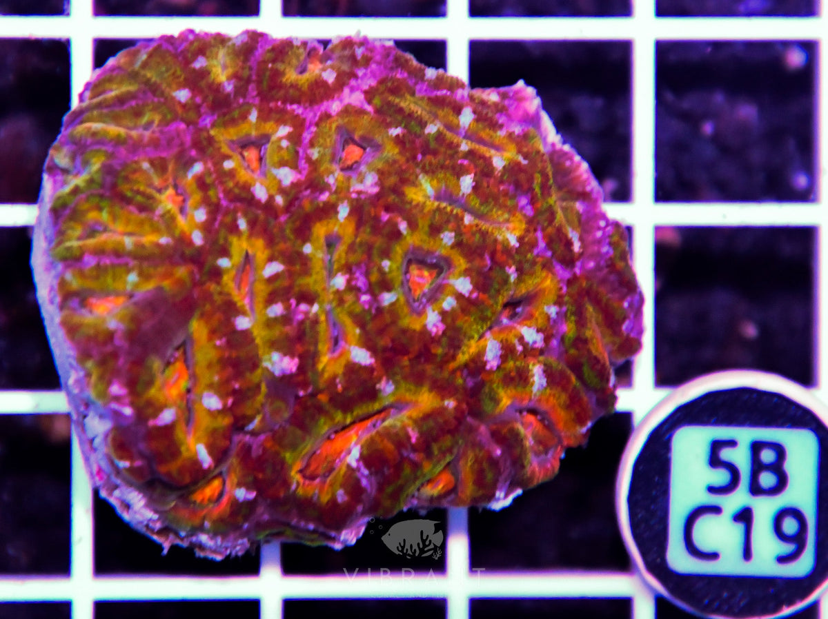 Acan Lord AUS