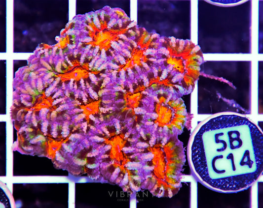 Acan Lord AUS