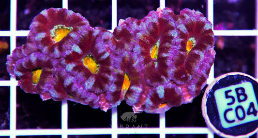 Acan Lord AUS