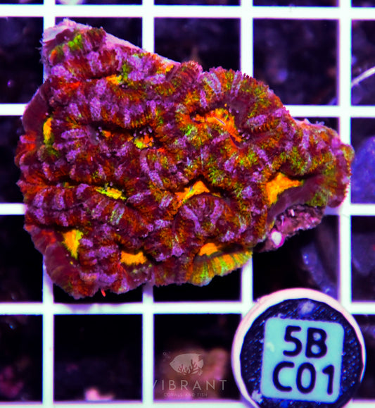 Acan Lord AUS