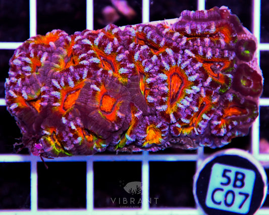Acan Lord AUS