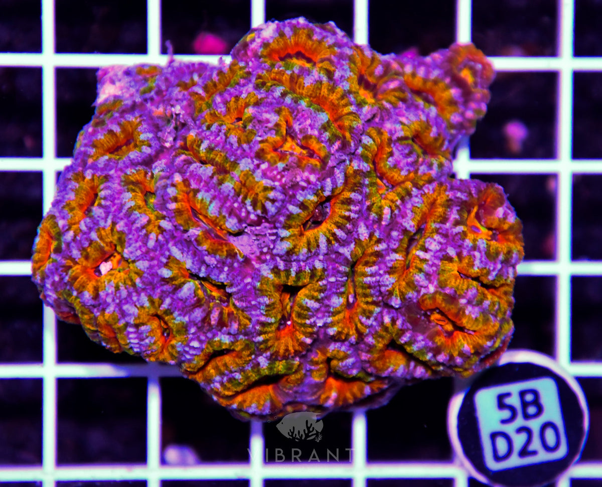 Acan Lord AUS