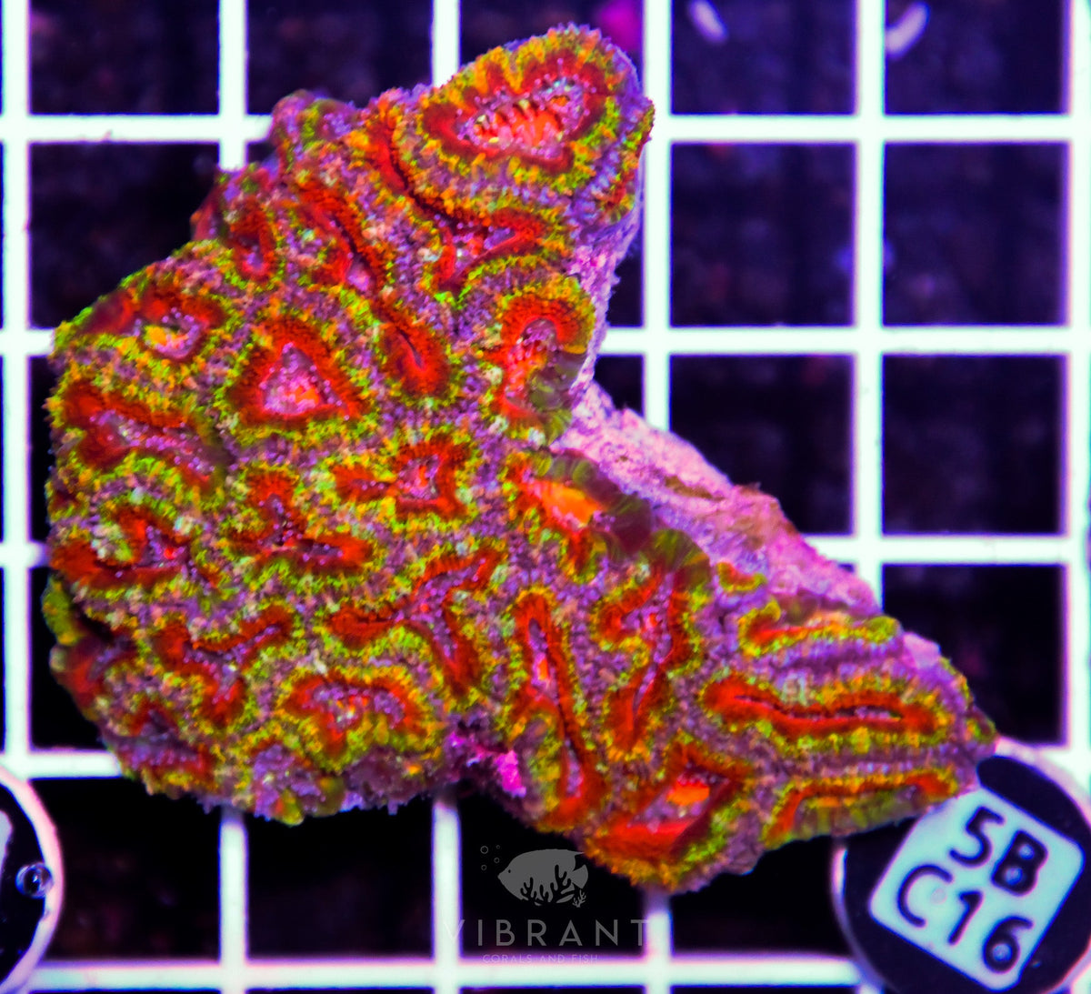 Acan Lord AUS