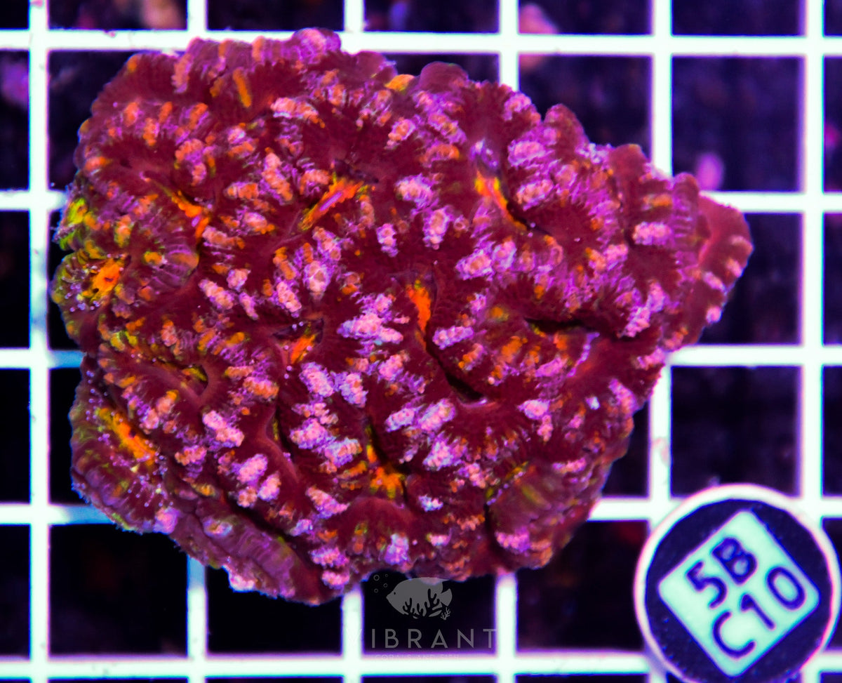 Acan Lord AUS