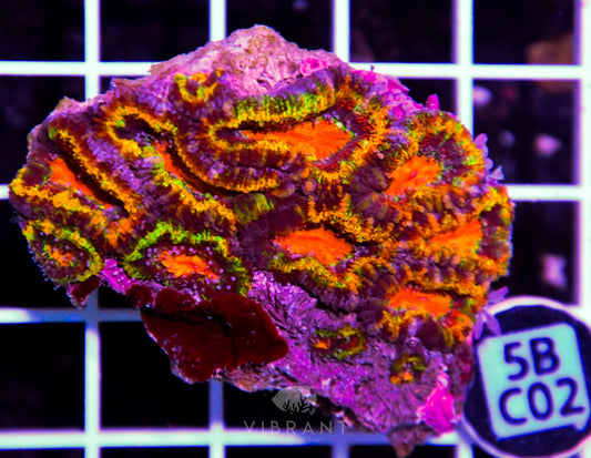 Acan Lord AUS