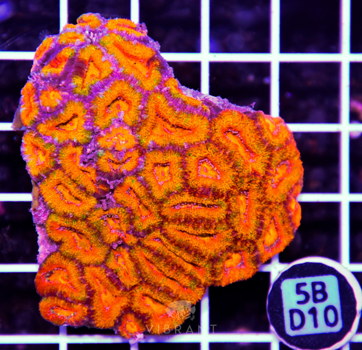 Acan Lord AUS