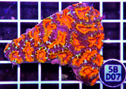 Acan Lord AUS
