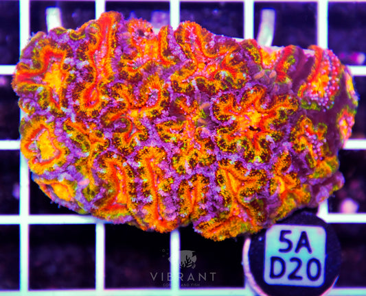 Acan Lord AUS