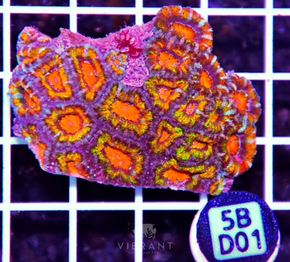 Acan Lord AUS