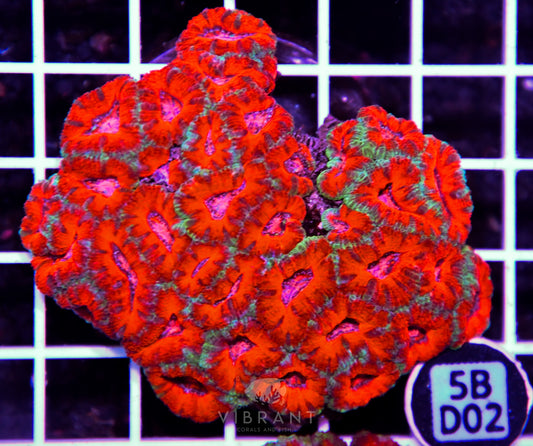Acan Lord AUS