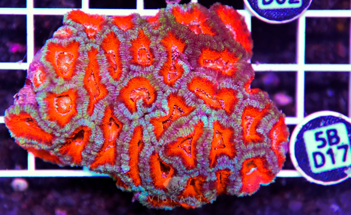 Acan Lord AUS