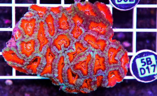Acan Lord AUS