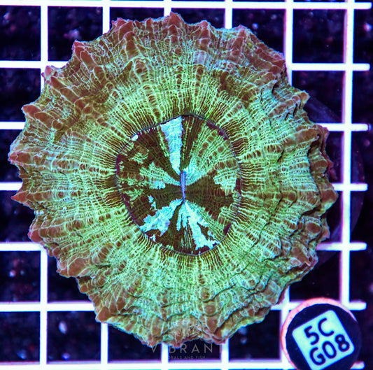Acanthophyllia AUS