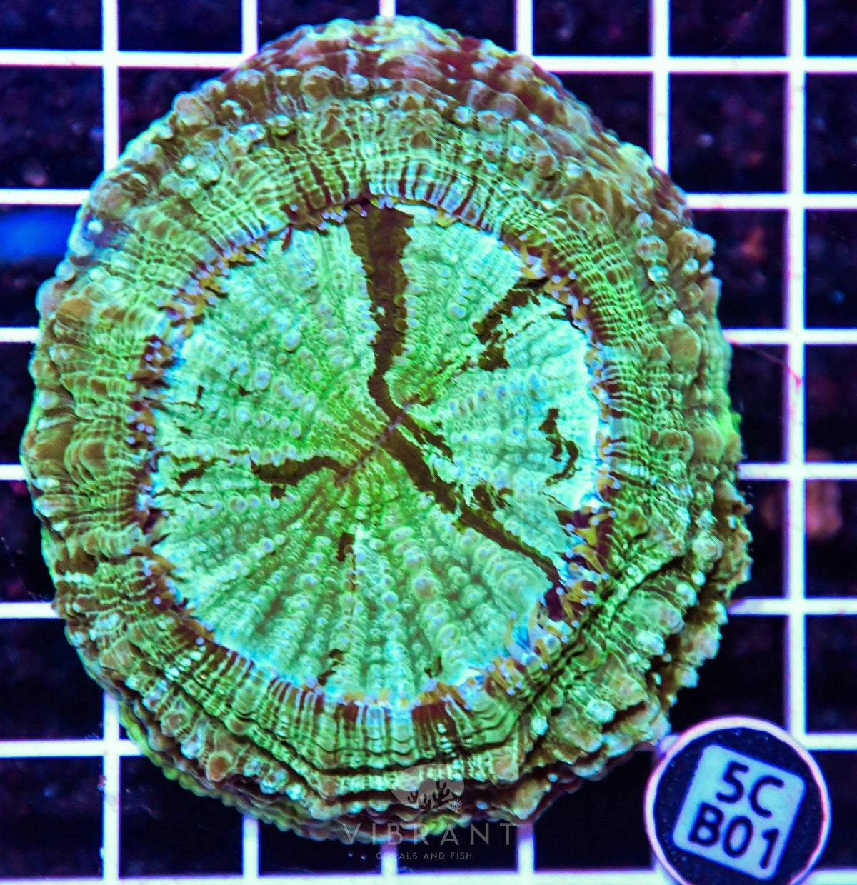 Acanthophyllia AUS