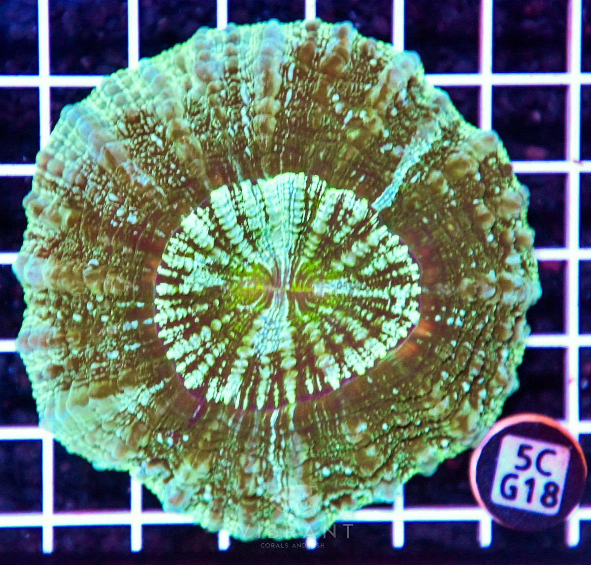Acanthophyllia AUS