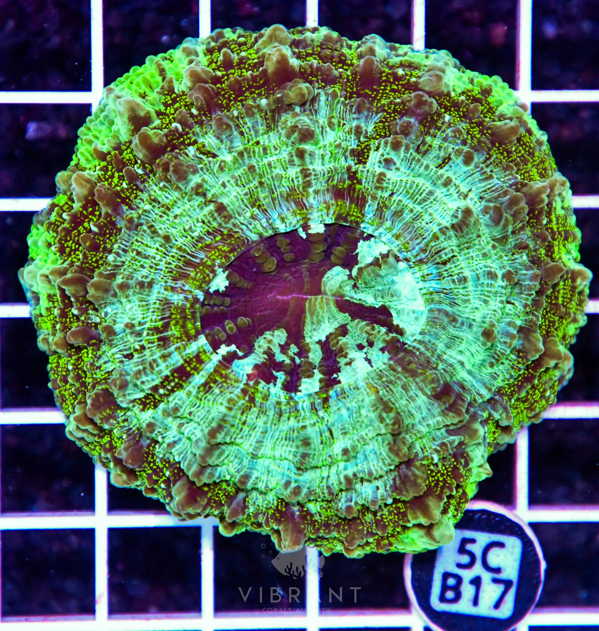 Acanthophyllia AUS