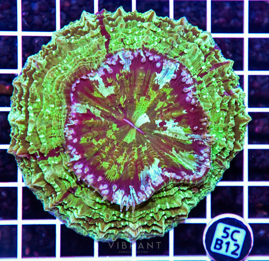 Acanthophyllia AUS