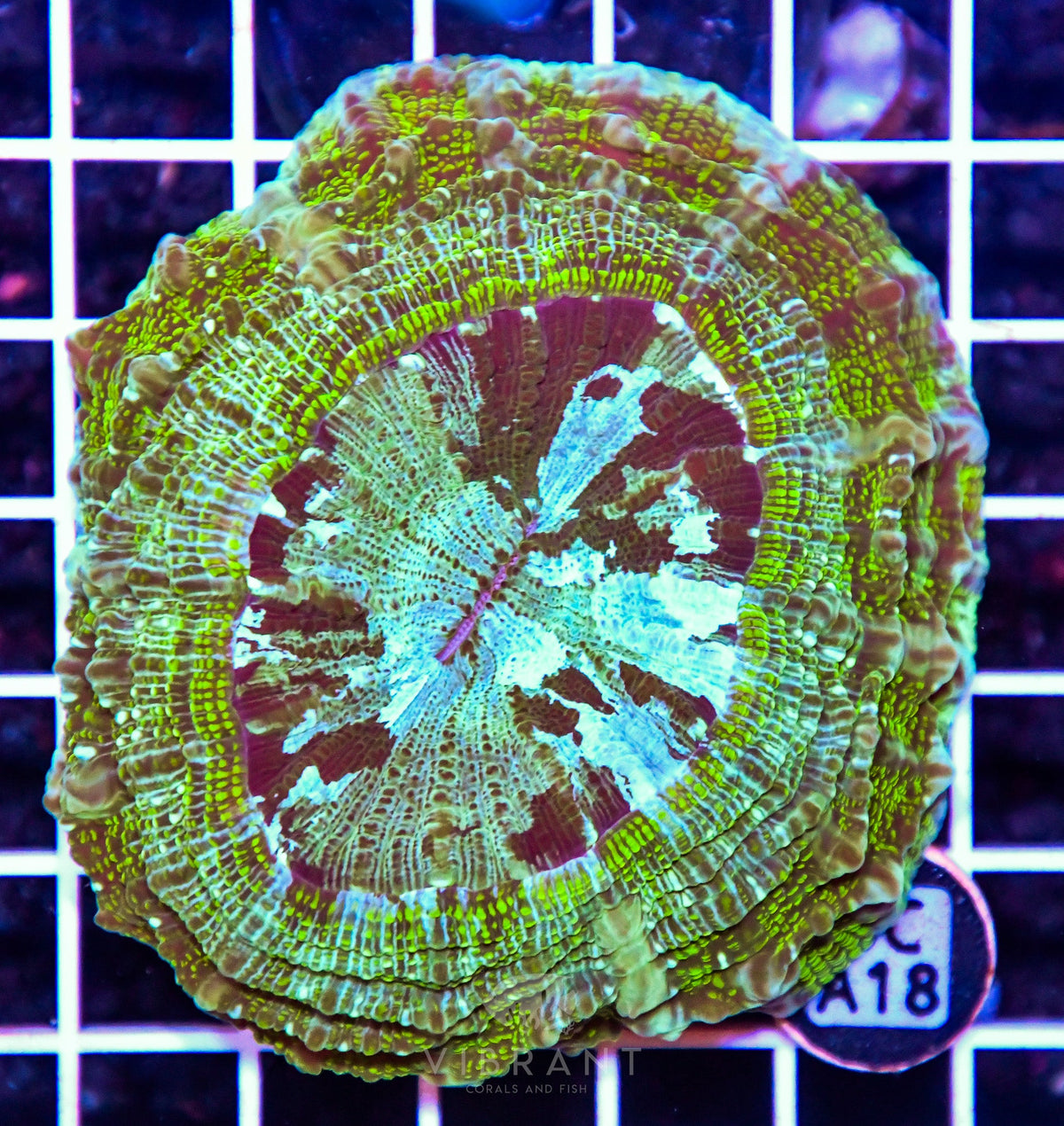 Acanthophyllia AUS