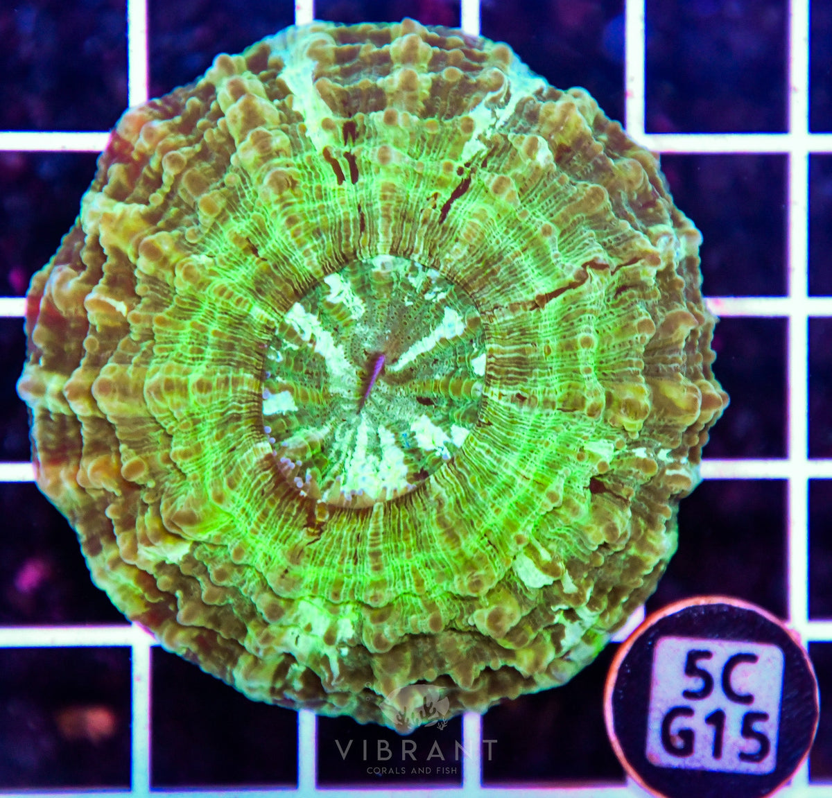 Acanthophyllia AUS