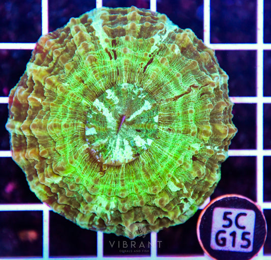 Acanthophyllia AUS