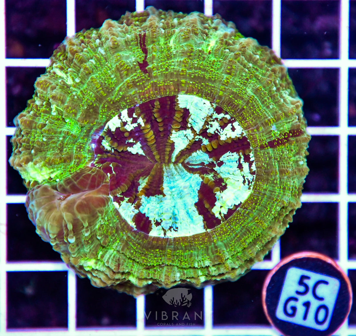 Acanthophyllia AUS