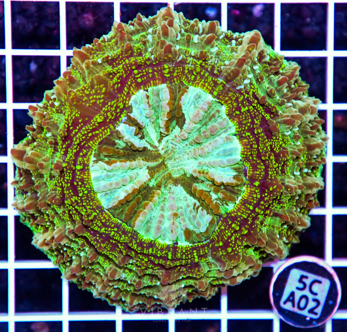 Acanthophyllia AUS