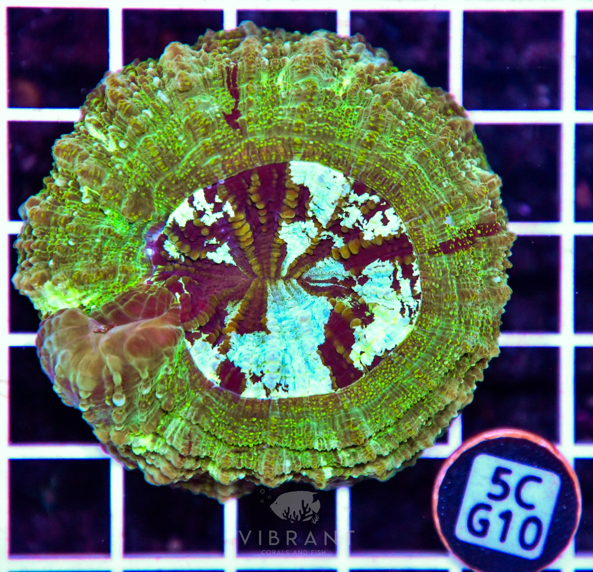 Acanthophyllia AUS