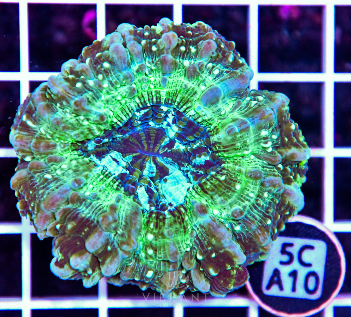 Acanthophyllia AUS